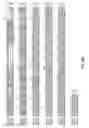 Fig. 11 - Methods for increasing cotton fiber length