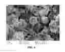 Fig. 05 - Electro-polymerized coating for a wet electrolytic capacitor
