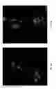 Fig. 13 - Polymeric nanocarriers with linear dual response mechanism