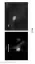 Fig. 42 - Polymeric nanocarriers with linear dual response mechanism