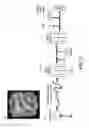 Fig. 04 - METHOD FOR HARVESTING, PROCESSING, AND STORAGE OF PROTEINS FROM THE MAMMALIAN FETO-PLACENTAL UNIT AND USE OF SUCH PROTEINS IN COMPOSITIONS AND MEDICAL TREATMENT