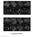 Fig. 04 - REGENERATION OF INNER EAR CELLS