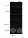 Fig. 11 - REGENERATION OF INNER EAR CELLS