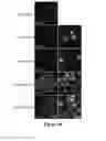 Fig. 13 - REGENERATION OF INNER EAR CELLS