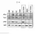 Fig. 07 - Use of an anti-Ang2 antibody