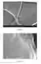 Fig. 04 - GRAPHENE AND HEXAGONAL BORON NITRIDE PLANES AND ASSOCIATED METHODS