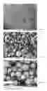 Fig. 02 - DENTAL IMPLANT