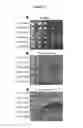 Fig. 07 - NOVEL YEAST STRAINS