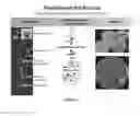 Fig. 08 - Accelerated directed evolution of microbial consortia for the development of desirable plant phenotypic traits