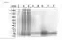 Fig. 06 - Lectins and uses thereof