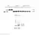 Fig. 02 - Compositions and methods related to protein displacement therapy for myotonic distrophy
