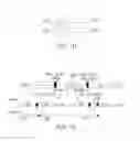 Fig. 03 - Compositions and methods related to protein displacement therapy for myotonic distrophy