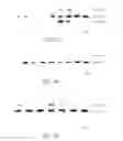 Fig. 12 - Compositions and methods related to protein displacement therapy for myotonic distrophy