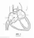 Fig. 02 - System for identifying the location of a device within a patients body in order to locate the fossa ovalis for trans-septal procedures