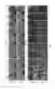 Fig. 02 - Grain refinement, aluminium foundry alloys