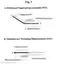 Fig. 02 - Detection of target nucleic acid sequences by PTO Cleavage and Extension assay