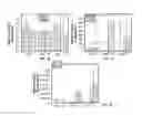 Fig. 06 - Microfluidic three-dimensional osteocyte network reconstructed with microbeads as scaffold
