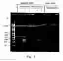 Fig. 02 - Method for detection of microorganism and kit for detection of microorganism