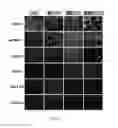 Fig. 02 - COMPOSITIONS AND METHODS FOR INCREASING THE EXPRESSION AND SIGNALLING OF PROTEINS ON CELL SURFACES