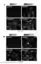 Fig. 08 - COMPOSITIONS AND METHODS FOR INCREASING THE EXPRESSION AND SIGNALLING OF PROTEINS ON CELL SURFACES