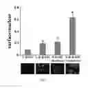 Fig. 09 - COMPOSITIONS AND METHODS FOR INCREASING THE EXPRESSION AND SIGNALLING OF PROTEINS ON CELL SURFACES