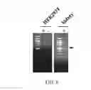 Fig. 10 - COMPOSITIONS AND METHODS FOR INCREASING THE EXPRESSION AND SIGNALLING OF PROTEINS ON CELL SURFACES