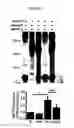 Fig. 07 - Genes and proteins associated with angiogenesis and uses thereof