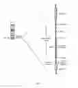 Fig. 02 - MICRORNA-BASED METHODS AND COMPOSITIONS FOR THE DIAGNOSIS, PROGNOSIS AND TREATMENT OF TUMOR INVOLVING CHROMOSOMAL REARRANGEMENTS