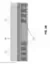 Fig. 06 - Laser-scribed ferrogel sensor with magnetic particles