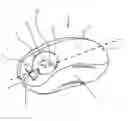 Fig. 01 - METHOD AND APPARATUS FOR A STUD FINDER