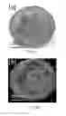 Fig. 30 - Nanoparticles-Based Taggant Systems and Methods