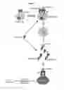 Fig. 02 - Compositions and methods for treating IgE-mediated disorders