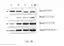 Fig. 03 - Method for preparing virus-like particle and recombinant baculovirus used therein