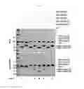 Fig. 03 - Leucine zipper variant and use thereof
