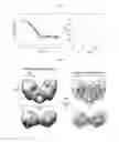 Fig. 10 - Leucine zipper variant and use thereof