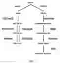 Fig. 02 - Biotransformation using genetically modified 