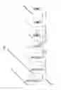 Fig. 02 - Rodent comprising mouse artificial chromosome vector