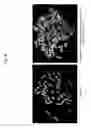 Fig. 07 - Rodent comprising mouse artificial chromosome vector