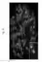Fig. 28 - Rodent comprising mouse artificial chromosome vector