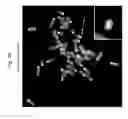 Fig. 40 - Rodent comprising mouse artificial chromosome vector