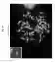 Fig. 41 - Rodent comprising mouse artificial chromosome vector
