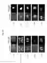 Fig. 44 - Rodent comprising mouse artificial chromosome vector