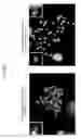 Fig. 47 - Rodent comprising mouse artificial chromosome vector