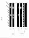 Fig. 48 - Rodent comprising mouse artificial chromosome vector