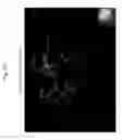 Fig. 53 - Rodent comprising mouse artificial chromosome vector
