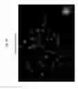 Fig. 63 - Rodent comprising mouse artificial chromosome vector