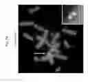 Fig. 75 - Rodent comprising mouse artificial chromosome vector