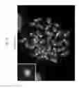Fig. 76 - Rodent comprising mouse artificial chromosome vector