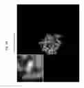 Fig. 83 - Rodent comprising mouse artificial chromosome vector