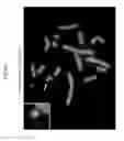Fig. 86 - Rodent comprising mouse artificial chromosome vector